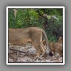 Lion, female with cubs